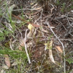 Diplodium sp. at Cooma North Ridge Reserve - suppressed