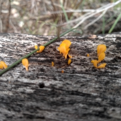 Dacrymyces sp. at Cooma, NSW - 6 Feb 2024 by mahargiani