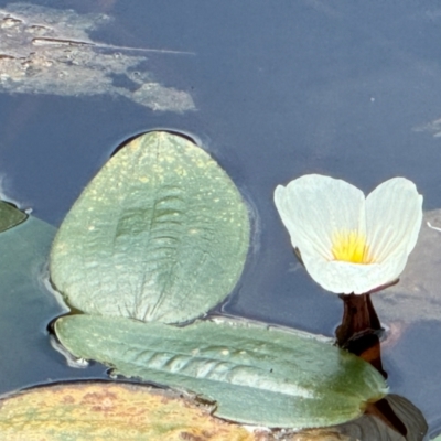 Ottelia ovalifolia subsp. ovalifolia (Swamp Lily) at QPRC LGA - 6 Feb 2024 by Safarigirl