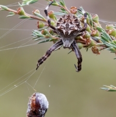 Backobourkia sp. (genus) (An orb weaver) at Tralee, NSW - 25 Jan 2024 by RomanSoroka