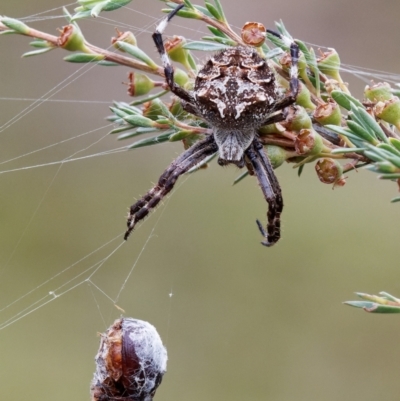 Backobourkia (genus) (An orb weaver) at QPRC LGA - 25 Jan 2024 by RomanSoroka