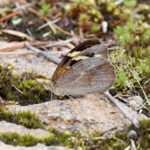 Heteronympha merope at QPRC LGA - 25 Jan 2024 06:21 PM