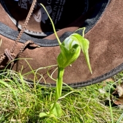 Pterostylis falcata (Sickle Greenhood) at Glen Allen, NSW - 3 Feb 2024 by KMcCue