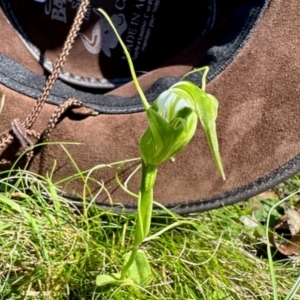 Pterostylis falcata at Nunnock Swamp - 4 Feb 2024