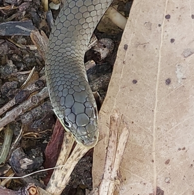 Delma inornata (Olive Legless-lizard) at Albury - 6 Feb 2024 by RobCook