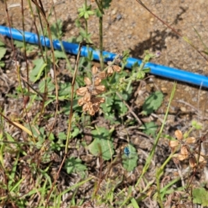 Thyreus caeruleopunctatus at Molonglo River Reserve - 6 Feb 2024