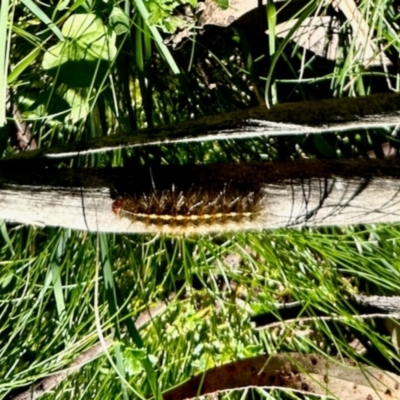 Ardices (genus) (Tiger moth (formerly Spilosoma)) at South East Forest National Park - 3 Feb 2024 by KMcCue