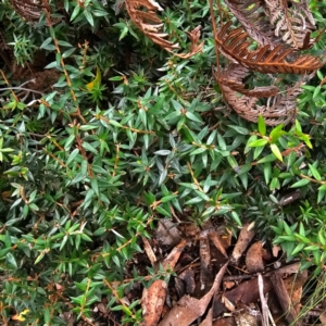 Acrotriche leucocarpa at Tidbinbilla Nature Reserve - 6 Feb 2024