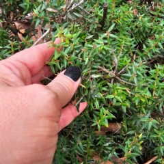 Acrotriche leucocarpa at Tidbinbilla Nature Reserve - 6 Feb 2024