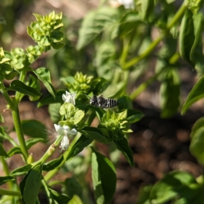 Lipotriches (Austronomia) phanerura at Albury - 31 Jan 2024 by Darcy