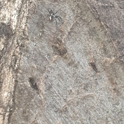 Euryopis sp. (genus) (An ant eating spider) at Mawson, ACT - 6 Feb 2024 by ChrisBenwah