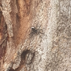 Euryopis sp. (genus) at Mawson, ACT - 6 Feb 2024