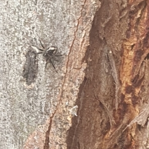 Euryopis sp. (genus) at Mawson, ACT - 6 Feb 2024