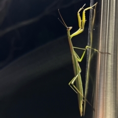 Tenodera australasiae (Purple-winged mantid) at Reid, ACT - 4 Feb 2024 by Pirom