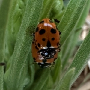 Hippodamia variegata at Mount Ainslie - 3 Feb 2024