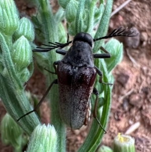 Euctenia sp. (genus) at Mount Ainslie - 3 Feb 2024