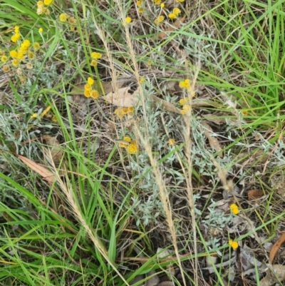 Zizina otis (Common Grass-Blue) at Little Taylor Grasslands - 2 Feb 2024 by galah681