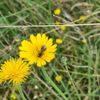 Lasioglossum (Chilalictus) sp. (genus & subgenus) (Halictid bee) at Little Taylor Grasslands - 2 Feb 2024 by galah681