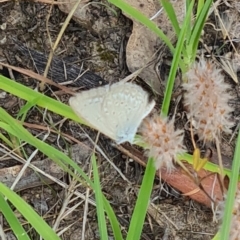 Zizina otis (Common Grass-Blue) at Little Taylor Grassland (LTG) - 2 Feb 2024 by galah681