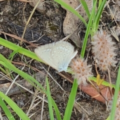 Zizina otis (Common Grass-Blue) at Kambah, ACT - 2 Feb 2024 by galah681