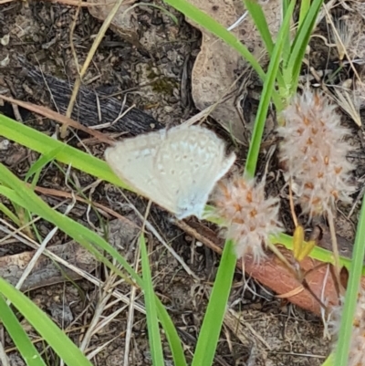 Zizina otis (Common Grass-Blue) at Little Taylor Grassland (LTG) - 3 Feb 2024 by galah681