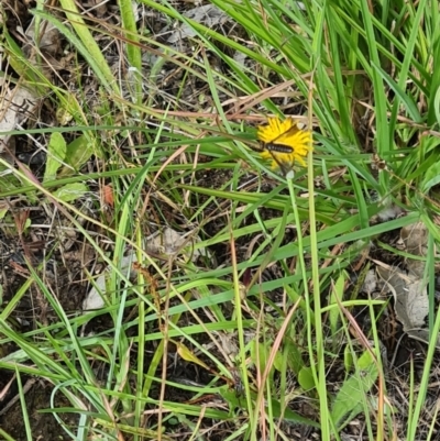 Comptosia quadripennis (a bee fly) at Little Taylor Grasslands - 3 Feb 2024 by galah681