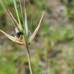 Muscoidea (super family) at Little Taylor Grasslands - 2 Feb 2024 by galah681