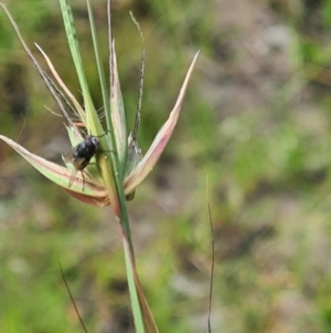 Muscoidea (super family) at Little Taylor Grassland (LTG) - 3 Feb 2024