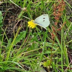 Pieris rapae (Cabbage White) at Kambah, ACT - 2 Feb 2024 by galah681