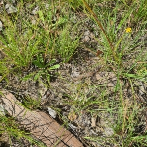 Lepidoptera unclassified ADULT moth at Little Taylor Grassland (LTG) - 3 Feb 2024