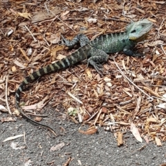 Intellagama lesueurii howittii (Gippsland Water Dragon) at Acton, ACT - 6 Feb 2024 by HappyWanderer