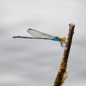 Pseudagrion aureofrons at Lake Ginninderra - 11 Dec 2022