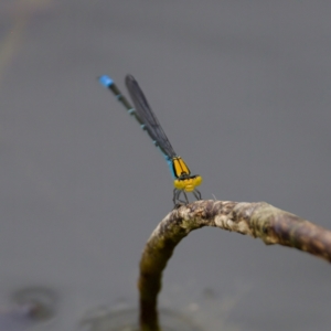 Pseudagrion aureofrons at Lake Ginninderra - 11 Dec 2022