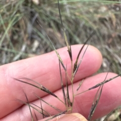 Aristida (genus) (A Wiregrass) at Yarralumla, ACT - 6 Feb 2024 by lbradley