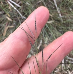 Aristida sp. at Yarralumla, ACT - 6 Feb 2024 06:50 PM