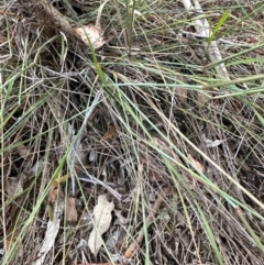 Aristida sp. at Yarralumla, ACT - 6 Feb 2024 06:50 PM