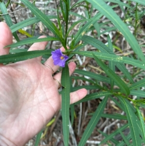 Solanum linearifolium at Yarralumla, ACT - 6 Feb 2024 06:59 PM