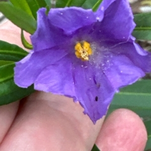 Solanum linearifolium at Yarralumla, ACT - 6 Feb 2024 06:59 PM