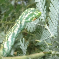 Capusa senilis (Black-banded Wedge-moth) at Watson Green Space - 6 Feb 2024 by Christine