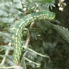 Capusa senilis at Watson Green Space - 6 Feb 2024 12:46 PM