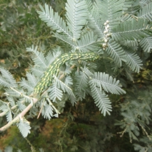 Capusa senilis at Watson Green Space - 6 Feb 2024 12:46 PM