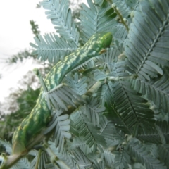 Capusa senilis at Watson Green Space - 6 Feb 2024 12:46 PM