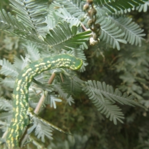 Capusa senilis at Watson Green Space - 6 Feb 2024 12:46 PM