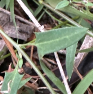 Einadia nutans subsp. nutans at Yarralumla, ACT - 6 Feb 2024 07:01 PM