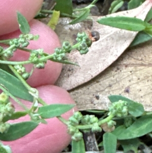 Einadia nutans subsp. nutans at Yarralumla, ACT - 6 Feb 2024 07:01 PM