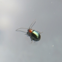 Adoxia benallae (Leaf beetle) at Watson, ACT - 6 Feb 2024 by Christine