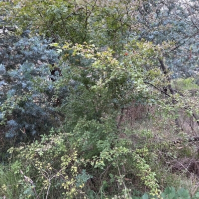 Crataegus monogyna (Hawthorn) at Yarralumla, ACT - 6 Feb 2024 by lbradley