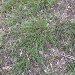 Themeda triandra at Yarralumla, ACT - 6 Feb 2024 07:12 PM