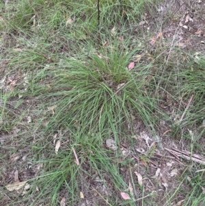 Themeda triandra at Yarralumla, ACT - 6 Feb 2024 07:12 PM