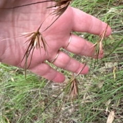 Themeda triandra at Yarralumla, ACT - 6 Feb 2024 07:12 PM